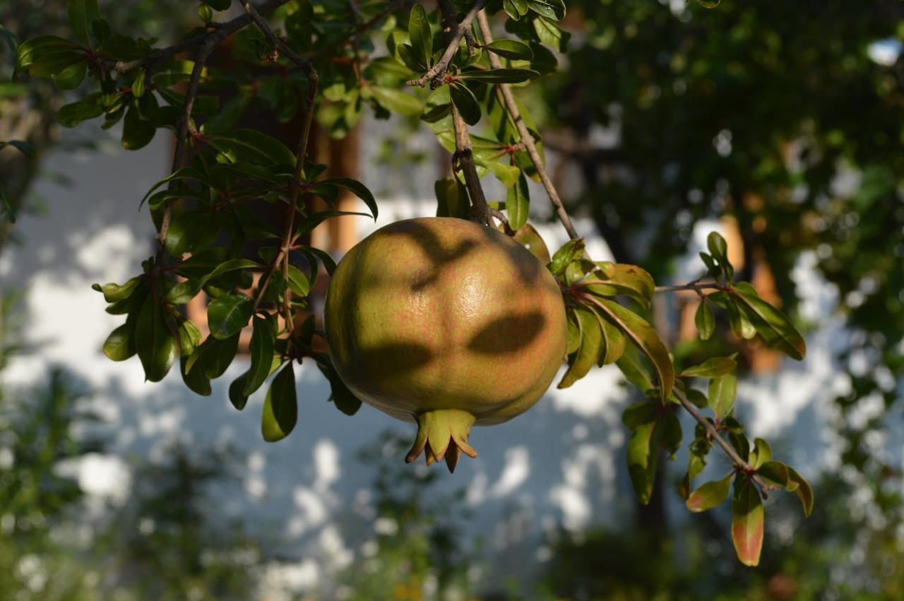 Ktima Natura Archangelos  Cameră foto